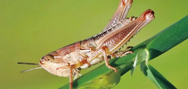 الخوف من الجراد في المنام – لمعي للسفر